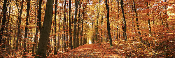 Seguro de Decesos RGAAsistencia Familiar - Bosque con un camino en estación de otoño Seguro de Decesos RGAAsistencia Familiar - Bosque con un camino en estación de otoño