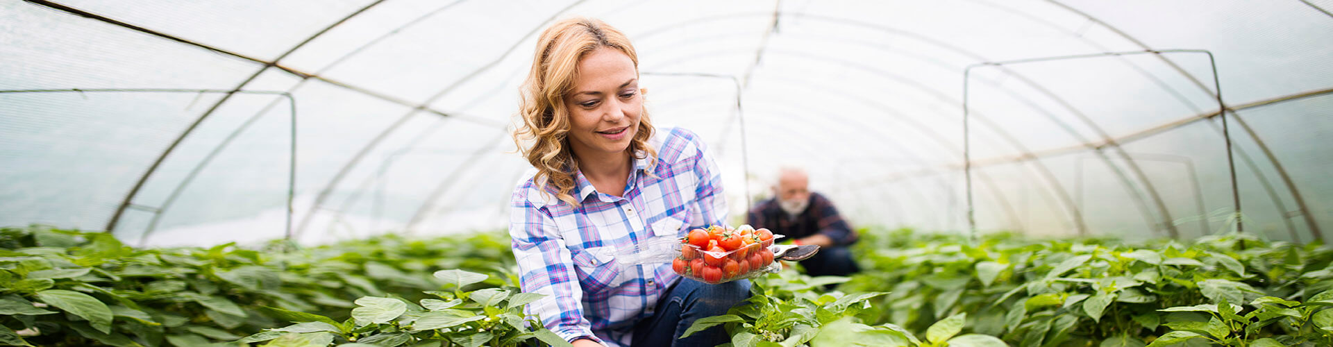 SAECA - Mujer rubia agricultora con camisa de cuadros azules, sonriendo mientras recoge vegetales en un invernadero SAECA - Mujer rubia agricultora con camisa de cuadros azules, sonriendo mientras recoge vegetales en un invernadero