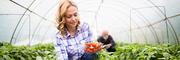 SAECA - Mujer rubia agricultora con camisa de cuadros azules, sonriendo mientras recoge vegetales en un invernadero SAECA - Mujer rubia agricultora con camisa de cuadros azules, sonriendo mientras recoge vegetales en un invernadero