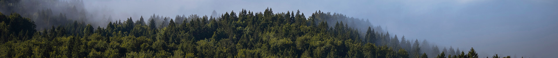 Novedades - Bosque de pinos con un cielo azul Novedades - Bosque de pinos con un cielo azul