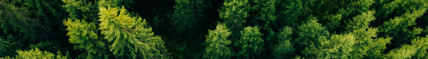 Customer Service -  Bosque de pinos