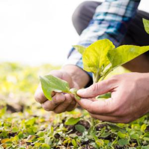 Agroalimentario