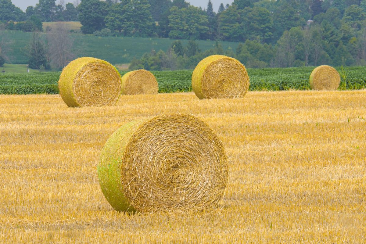 PAC y protestas: qué se ha logrado y qué falta