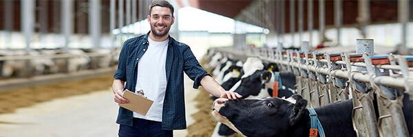  Seguro Multirriesgo Agricola - Granjero con camisa de cuadros y una carpeta en la mano rodeado de vacas en una granja